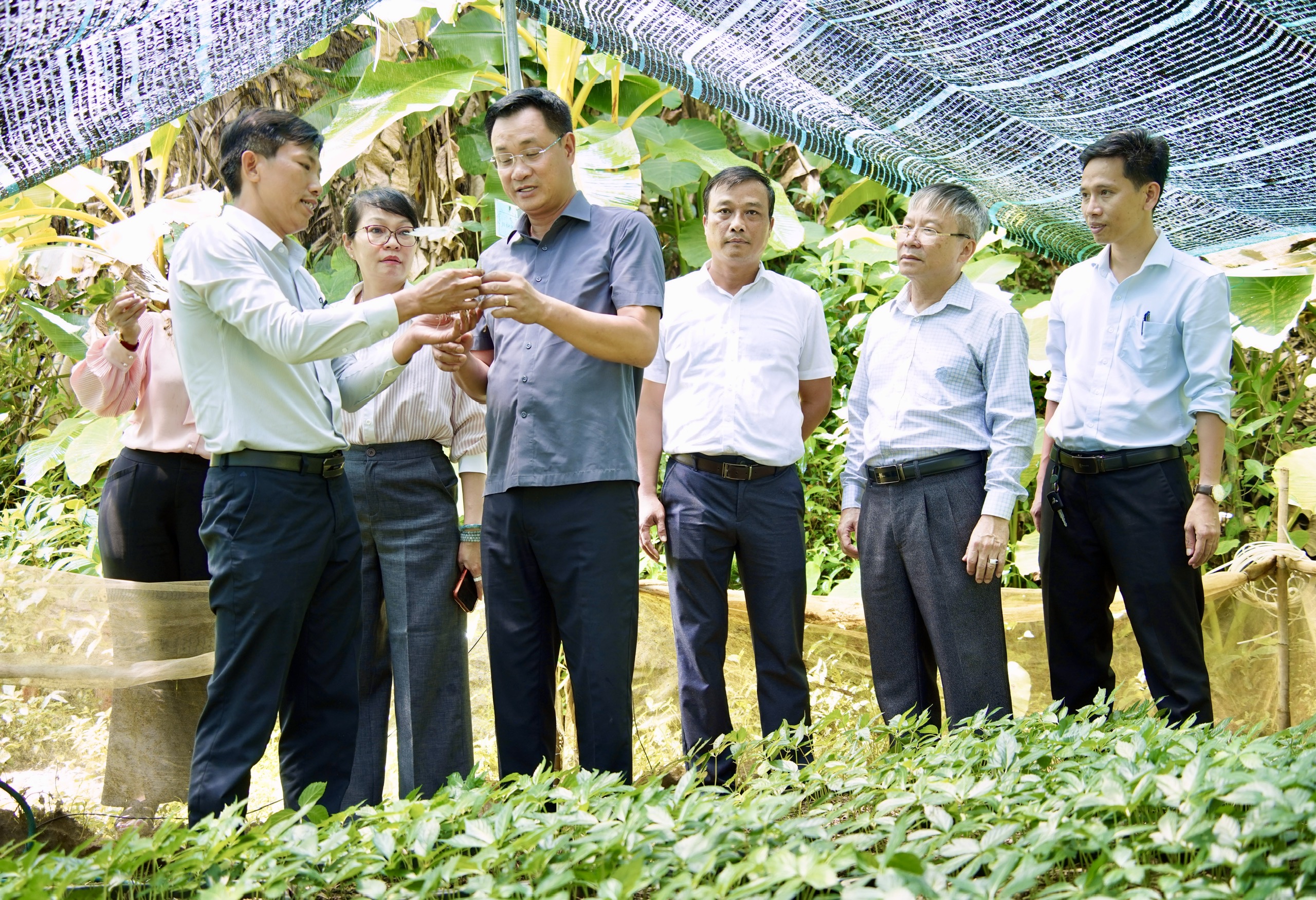 Bí thư Thành ủy Lê Ngọc Quang thăm, khảo sát vùng trồng trồng Sâm Ngọc Linh tại xã Trà Linh